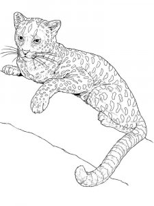Wild cats coloring page - picture 7