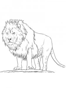Wild cats coloring page - picture 8