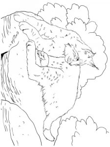 Wild cats coloring page - picture 9