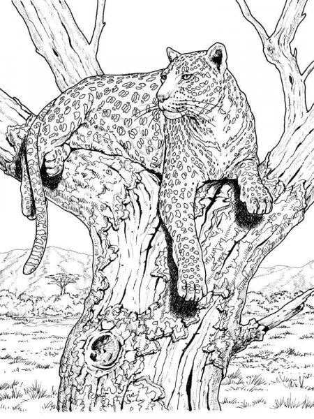 Wild cats coloring pages