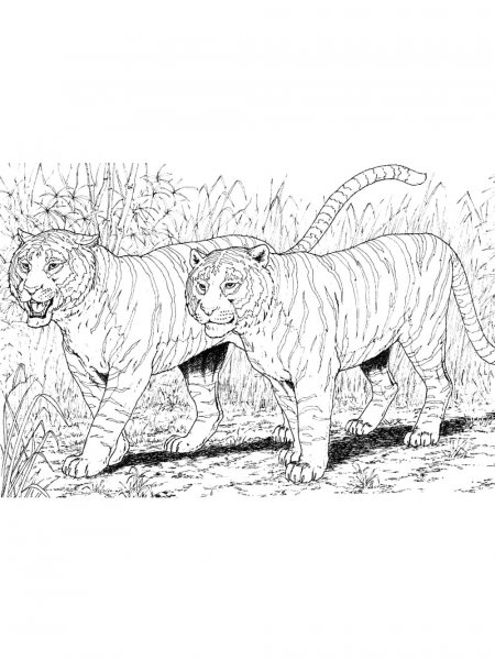 Wild cats coloring pages