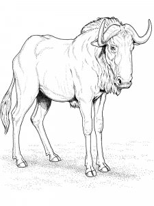 Wildebeest coloring page - picture 1