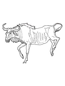Wildebeest coloring page - picture 10