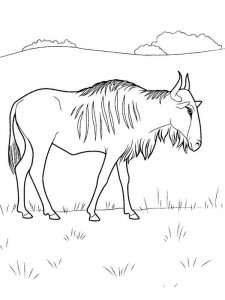 Wildebeest coloring page - picture 2