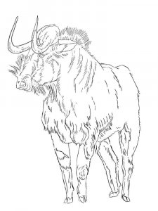Wildebeest coloring page - picture 3