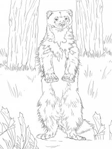 Wolverine Animal coloring page - picture 12