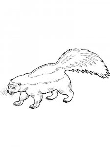 Wolverine Animal coloring page - picture 2