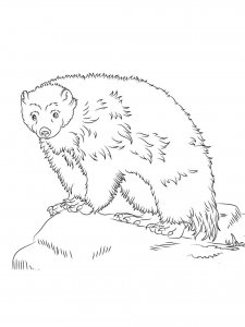 Wolverine Animal coloring page - picture 4