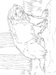 Wolverine Animal coloring page - picture 6