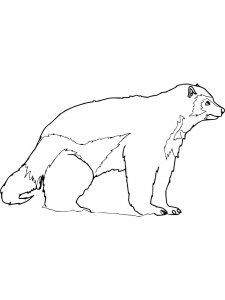 Wolverine Animal coloring page - picture 7