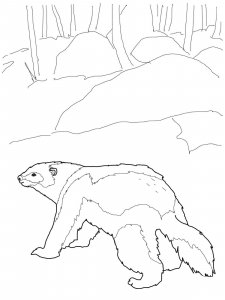 Wolverine Animal coloring page - picture 9