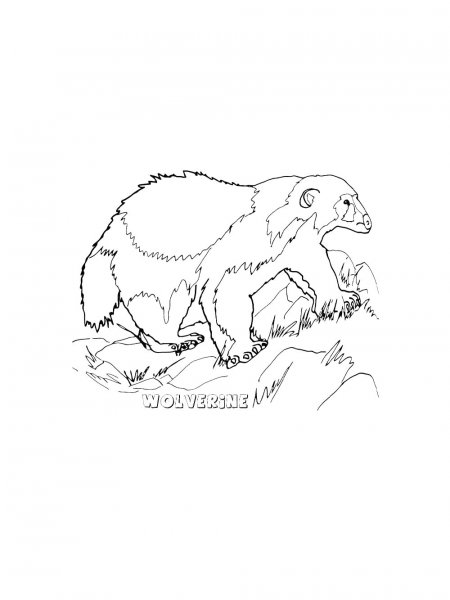 Wolverine Animal coloring pages