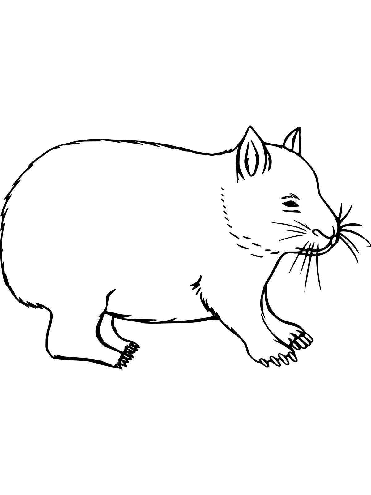 wombat coloring page