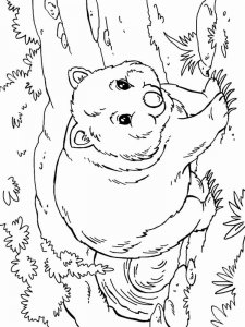 Wombat coloring page - picture 11