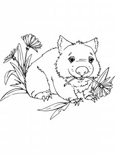 Wombat coloring page - picture 12