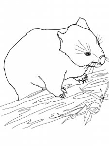 Wombat coloring page - picture 13