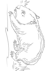 Wombat coloring page - picture 14