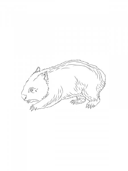 Wombat coloring pages