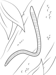 Worm coloring page - picture 22