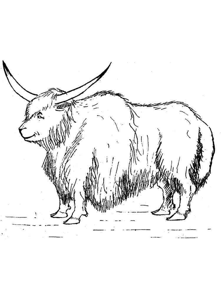 Yak coloring pages