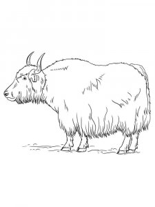 Yak coloring page - picture 16