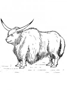 Yak coloring page - picture 17