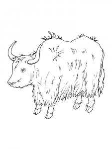 Yak coloring page - picture 2