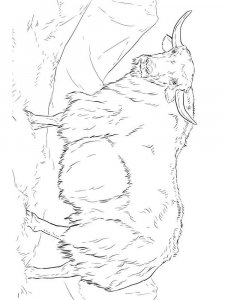 Yak coloring page - picture 9