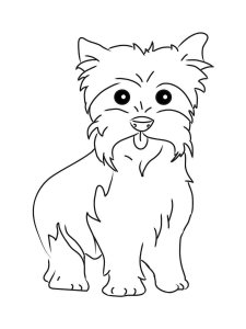 Yorkshire Terrier coloring page - picture 1