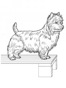 Yorkshire Terrier coloring page - picture 10