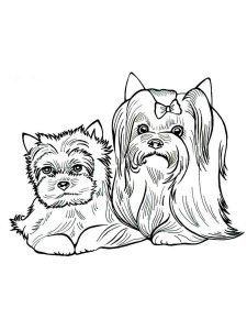 Yorkshire Terrier coloring page - picture 12