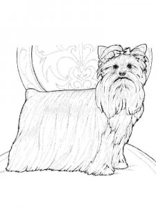 Yorkshire Terrier coloring page - picture 13