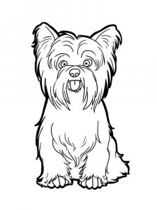 Yorkshire Terrier coloring page - picture 15