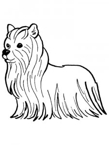 Yorkshire Terrier coloring page - picture 17