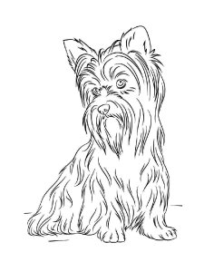 Yorkshire Terrier coloring page - picture 19