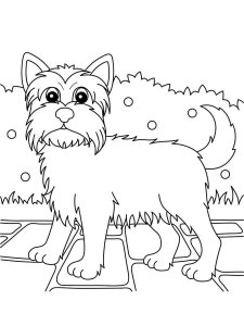 Yorkshire Terrier coloring page - picture 2