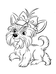 Yorkshire Terrier coloring page - picture 3