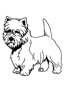 Yorkshire Terrier coloring page - picture 4