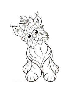 Yorkshire Terrier coloring page - picture 6