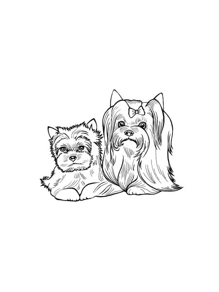 Yorkshire Terrier coloring pages