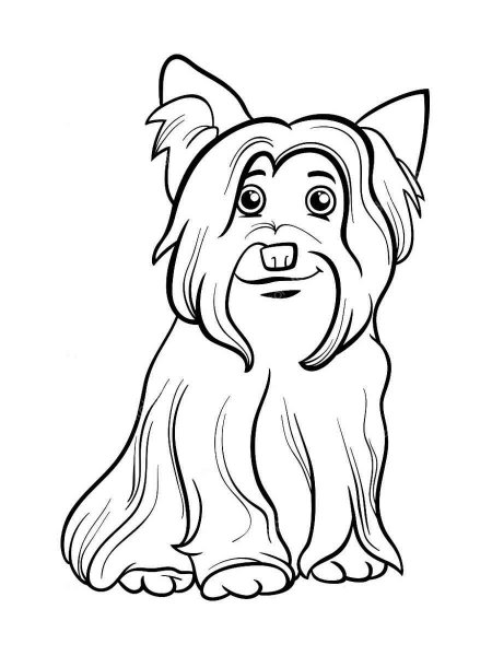 Yorkshire Terrier coloring pages