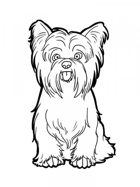 Yorkshire Terrier coloring pages