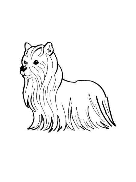 Yorkshire Terrier coloring pages
