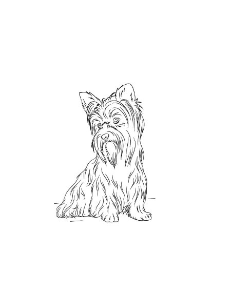 Yorkshire Terrier coloring pages