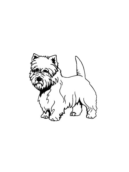 Yorkshire Terrier coloring pages