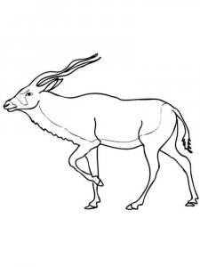 Antelope coloring page - picture 12