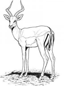 Antelope coloring page - picture 13