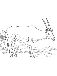 Antelope coloring page - picture 14