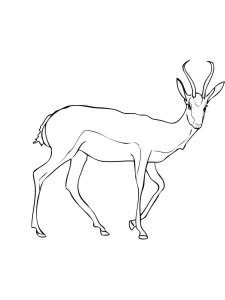 Antelope coloring page - picture 16