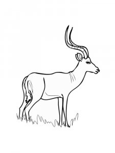 Antelope coloring page - picture 24